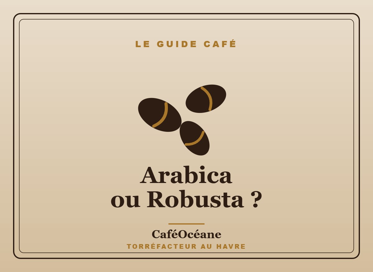 Arabica ou robusta : grains de café — CaféOcéane Le Havre